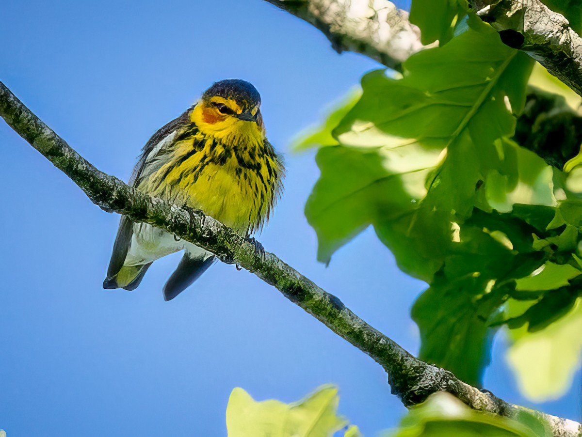 Cape May Warbler - ML618526027