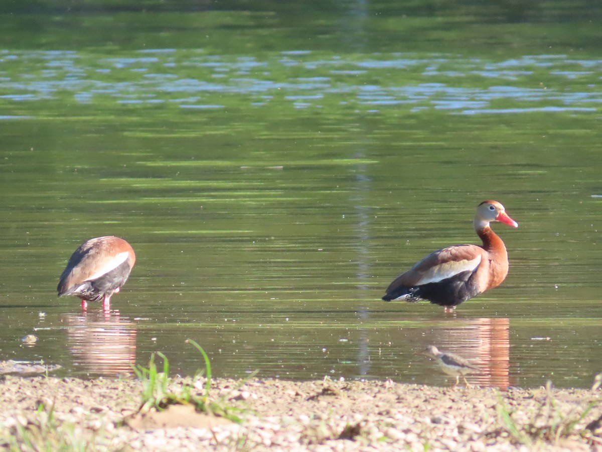 Black-bellied Whistling-Duck - Shay Howlin
