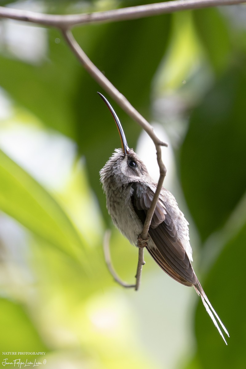 kolibřík běloknírkový - ML618526038