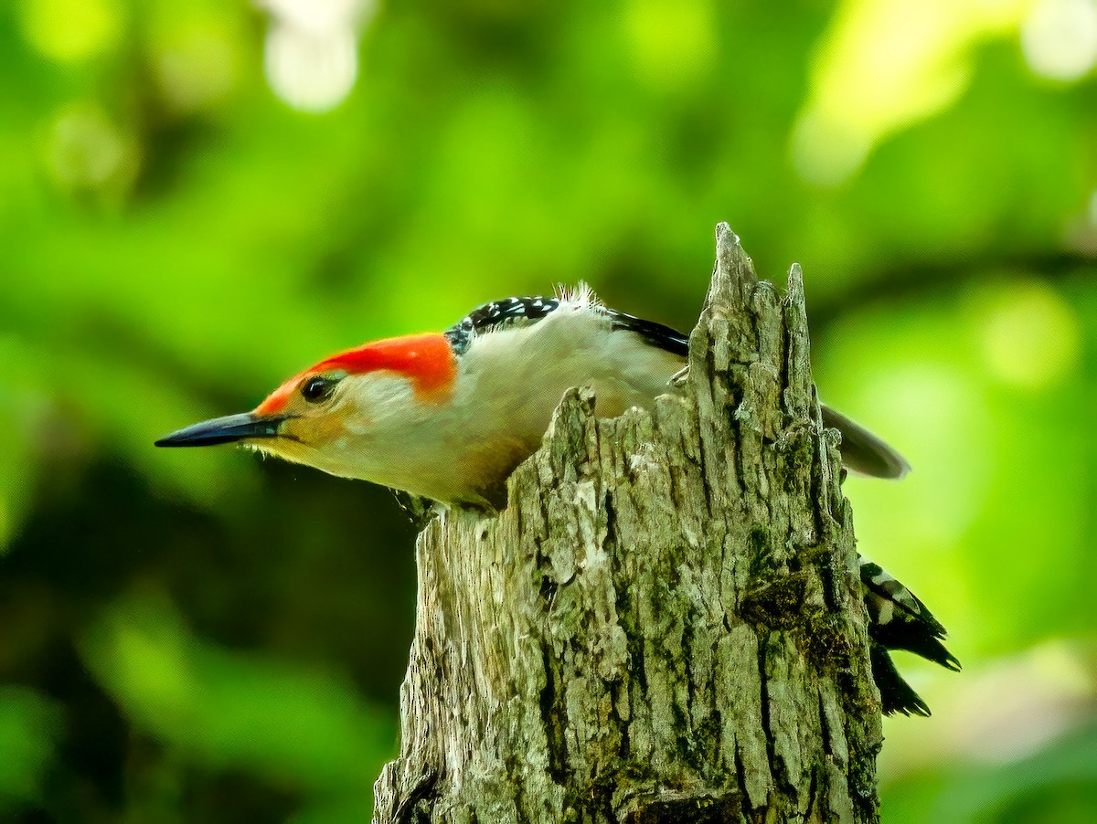 Red-bellied Woodpecker - ML618526050