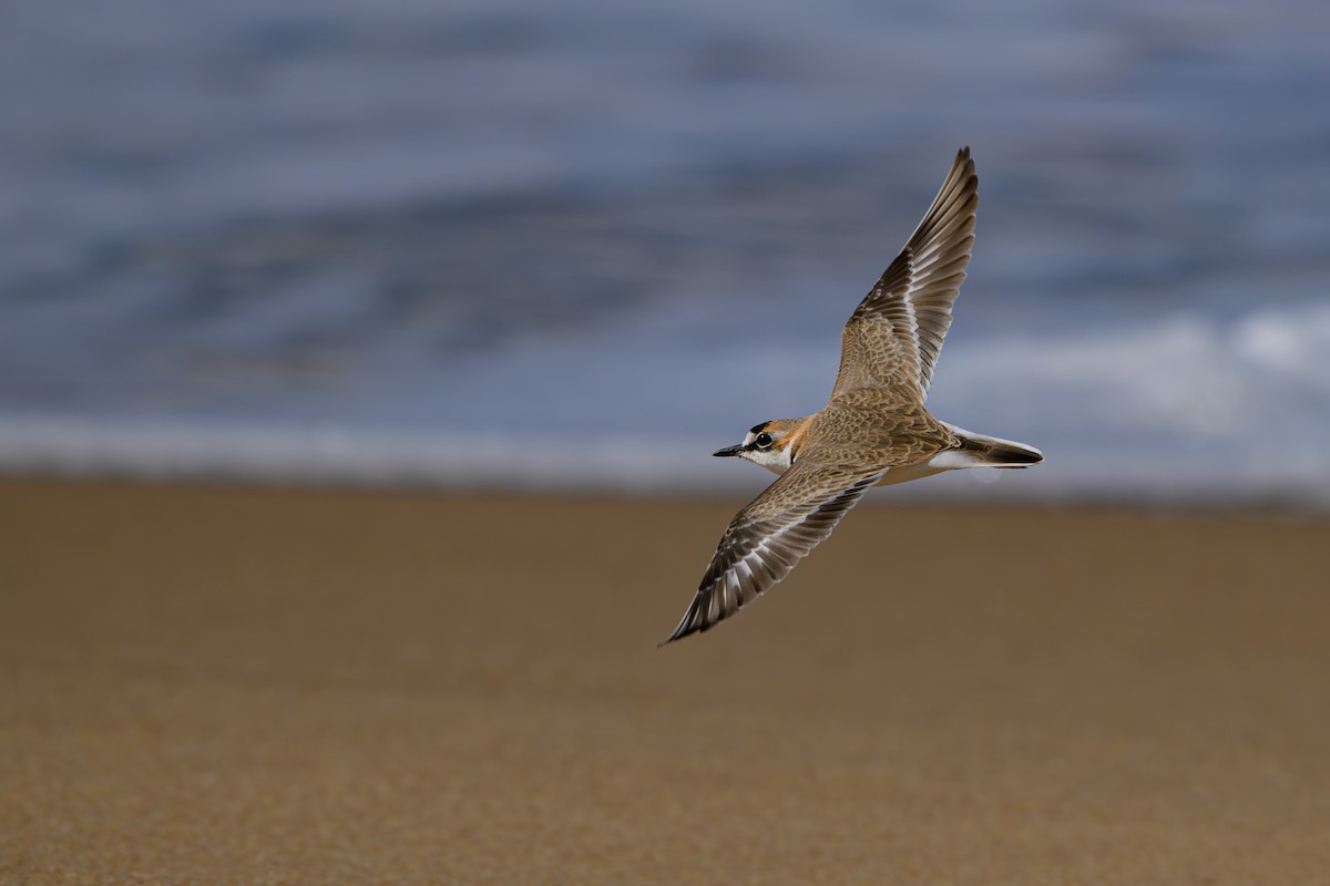 Collared Plover - ML618526051