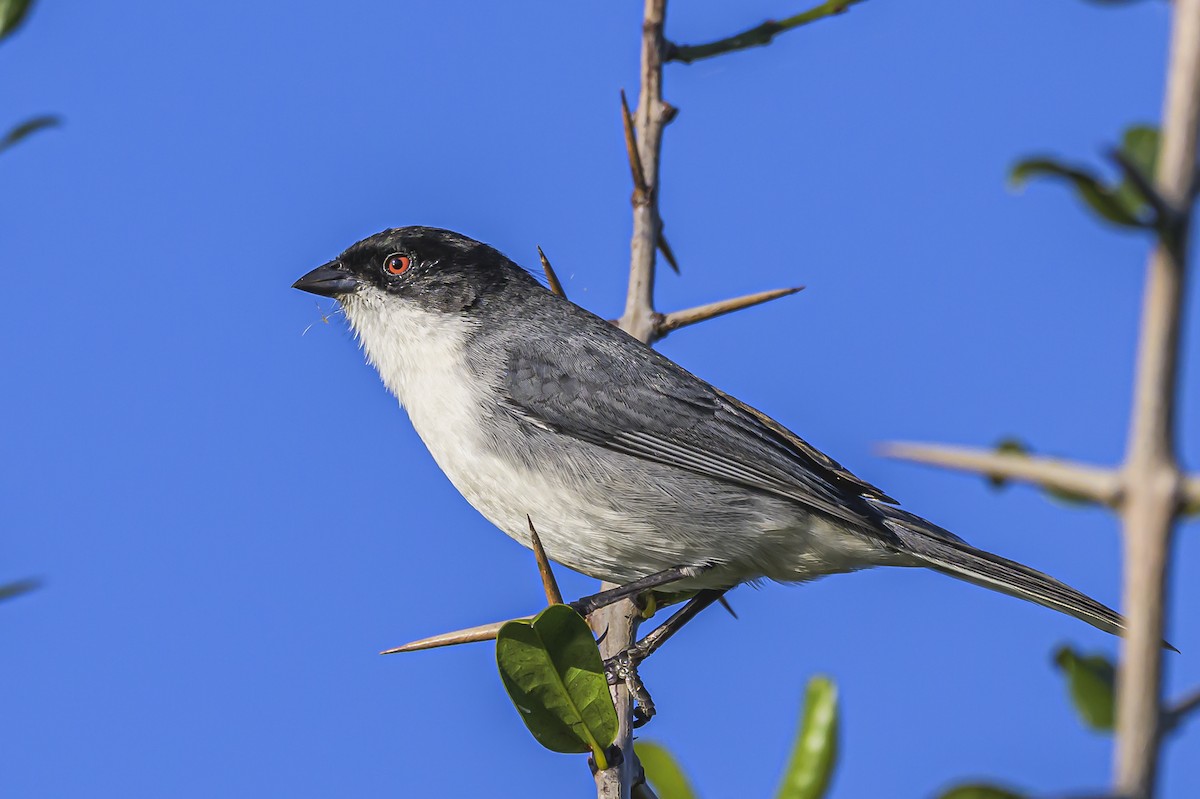 Black-capped Warbling Finch - ML618526078