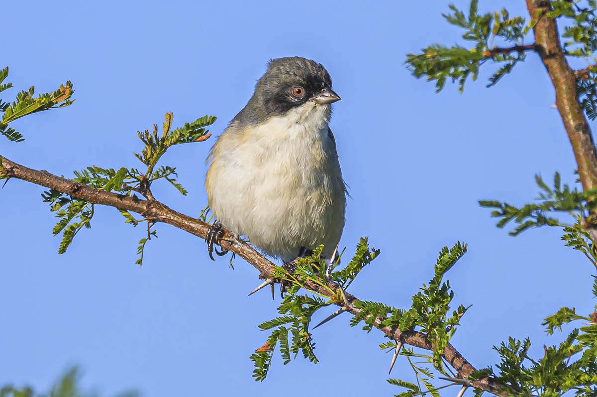 Black-capped Warbling Finch - ML618526079