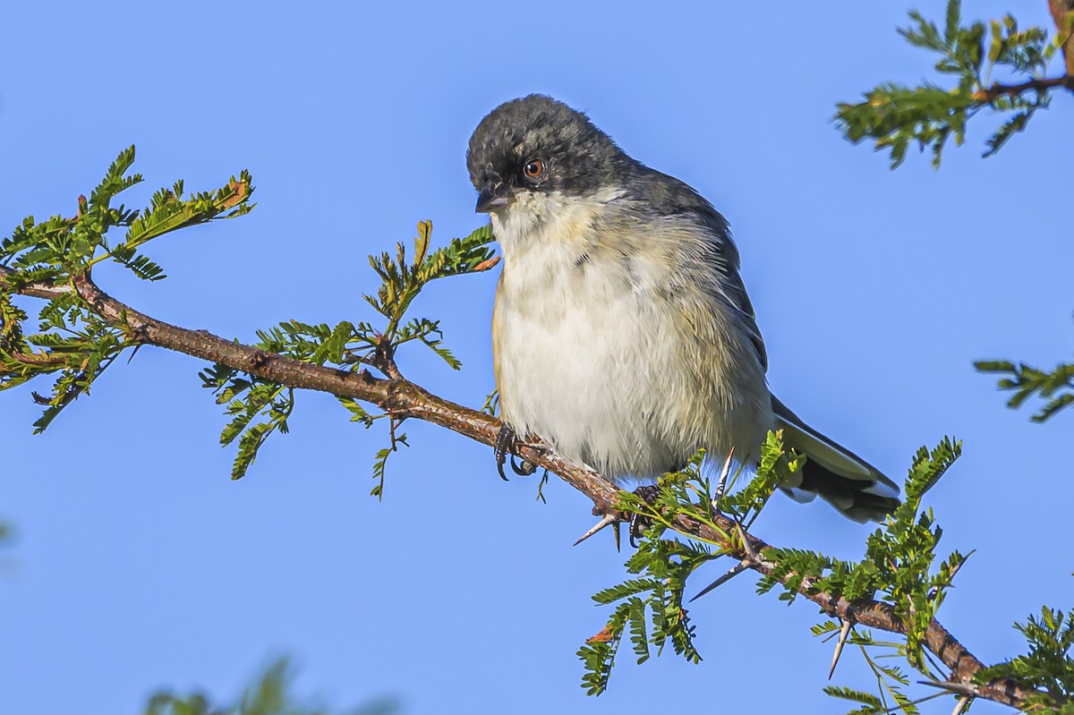 Black-capped Warbling Finch - ML618526080