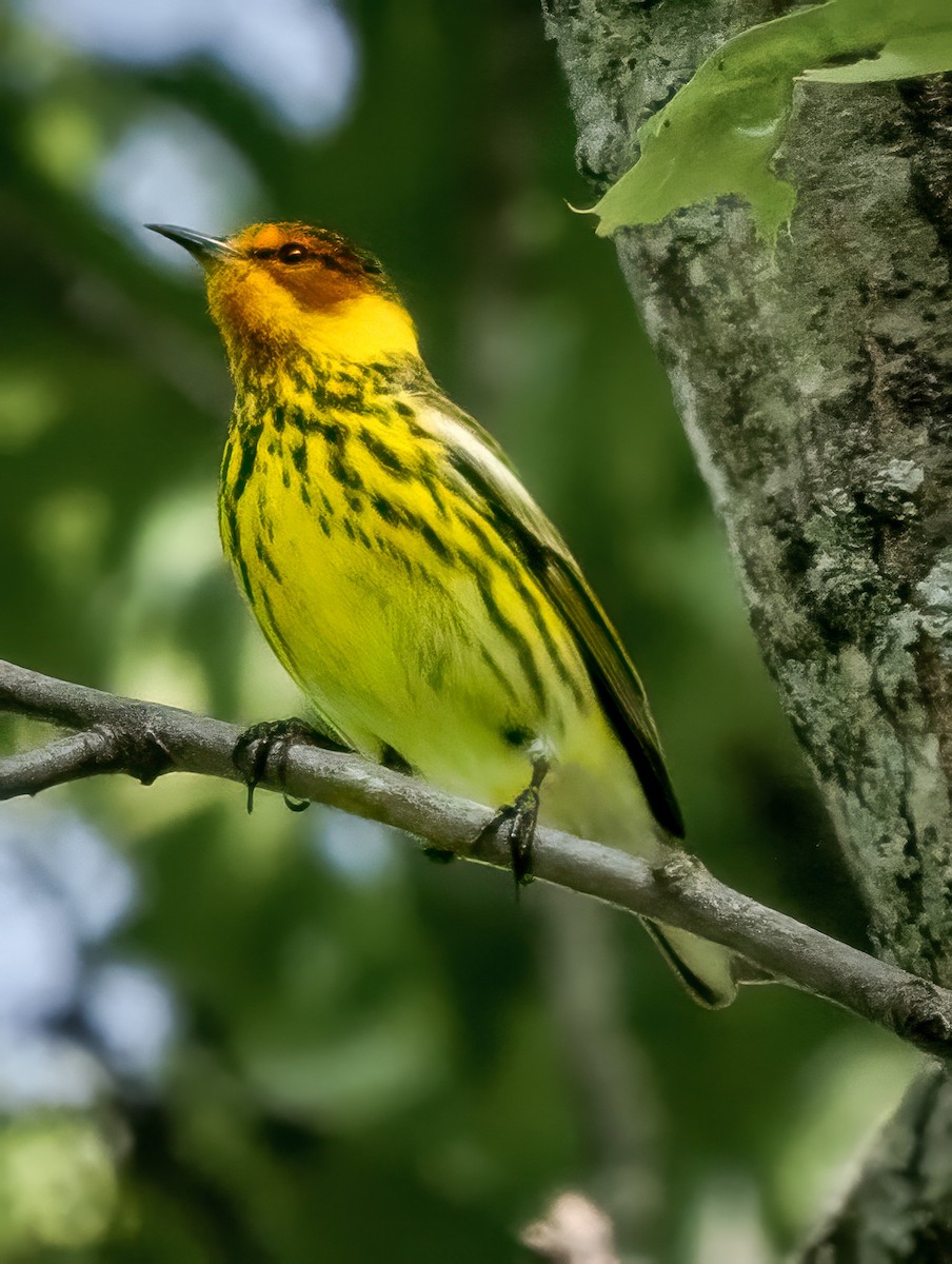 Cape May Warbler - ML618526081
