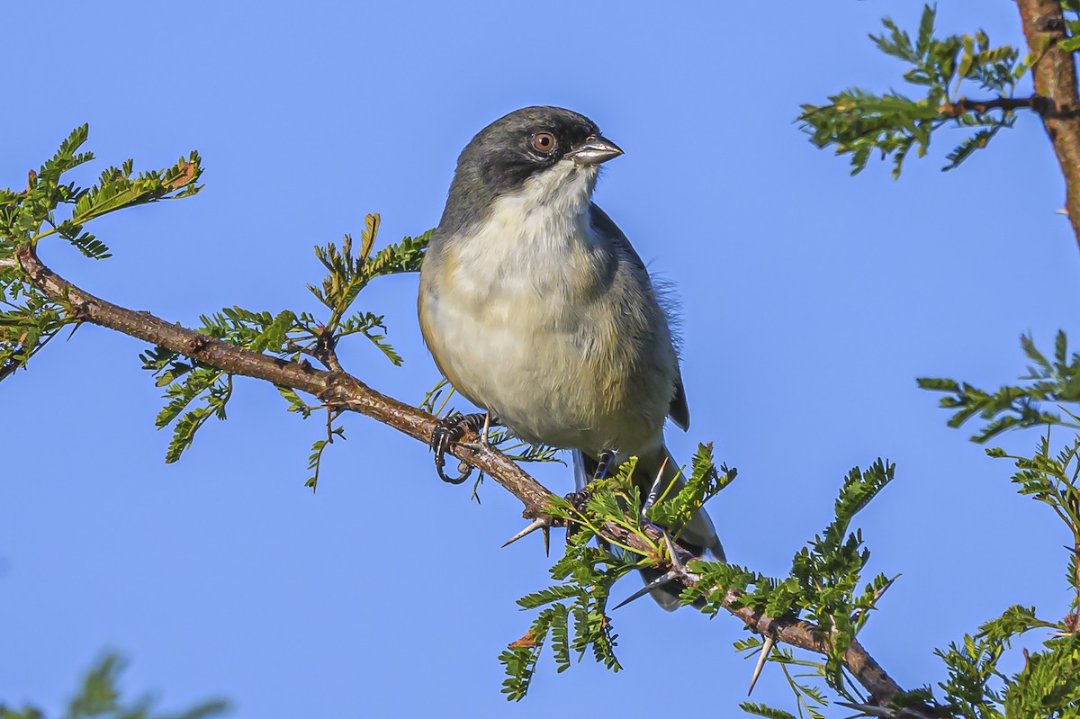 Black-capped Warbling Finch - ML618526082