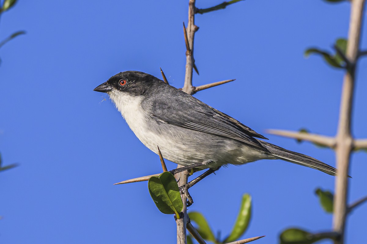 Black-capped Warbling Finch - ML618526083