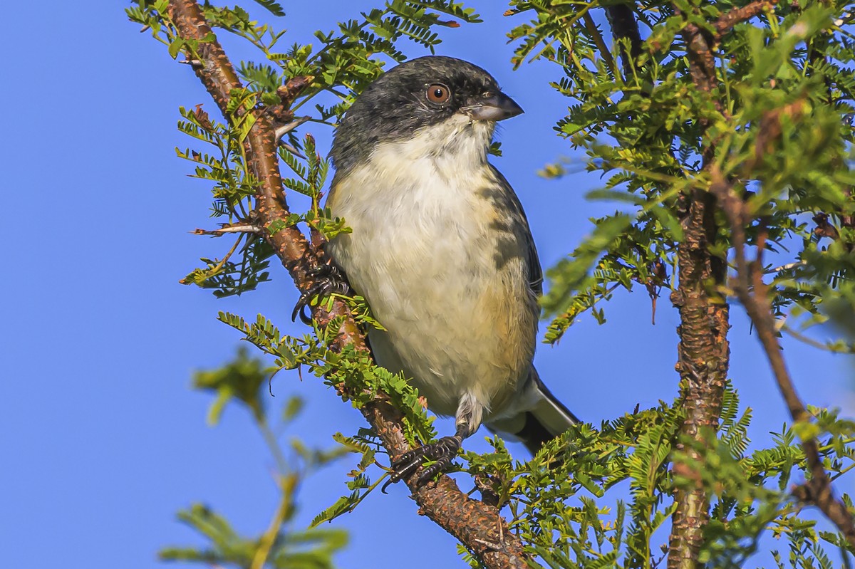 Black-capped Warbling Finch - ML618526084