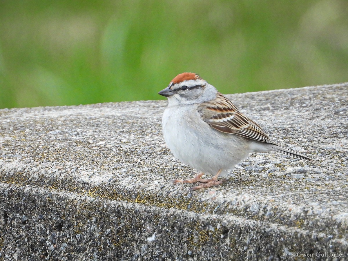 Chipping Sparrow - ML618526094