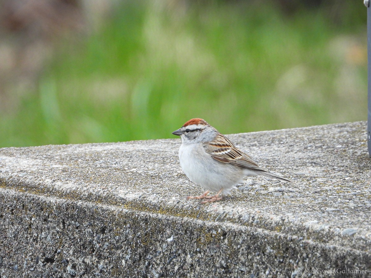 Chipping Sparrow - ML618526096