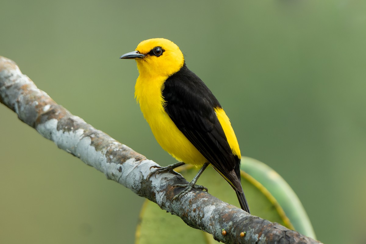 Black-and-yellow Tanager - ML618526098