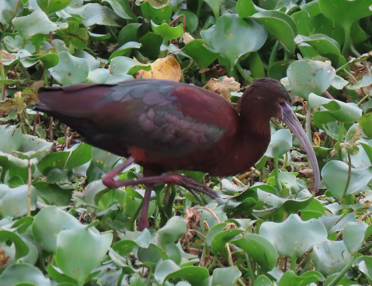 ibis hnědý x americký (hybrid) - ML618526101