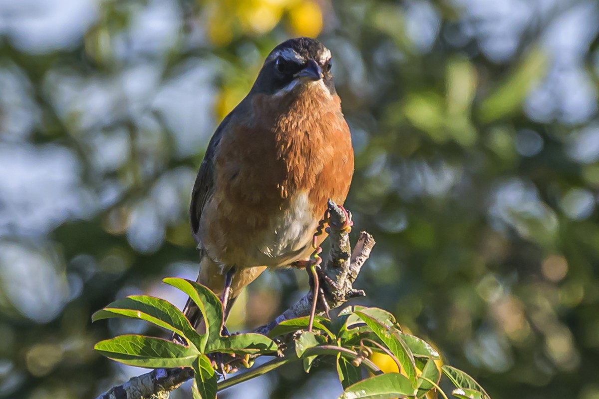 Black-and-rufous Warbling Finch - ML618526118