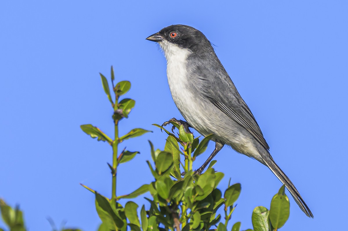 Black-capped Warbling Finch - ML618526123