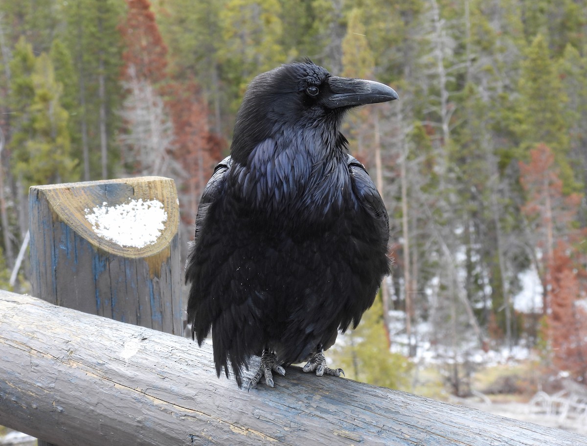 Common Raven - ML618526129