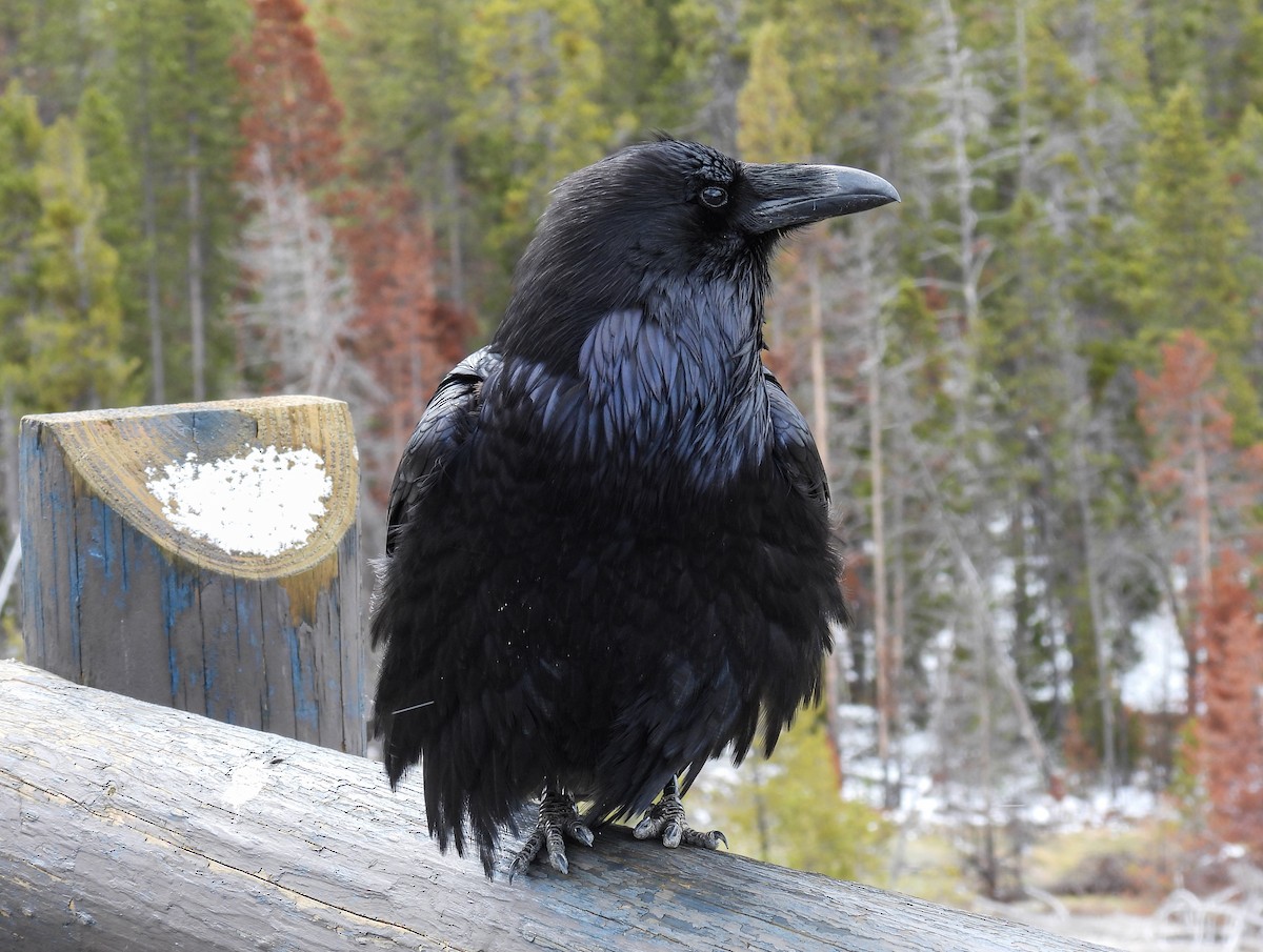 Common Raven - ML618526132