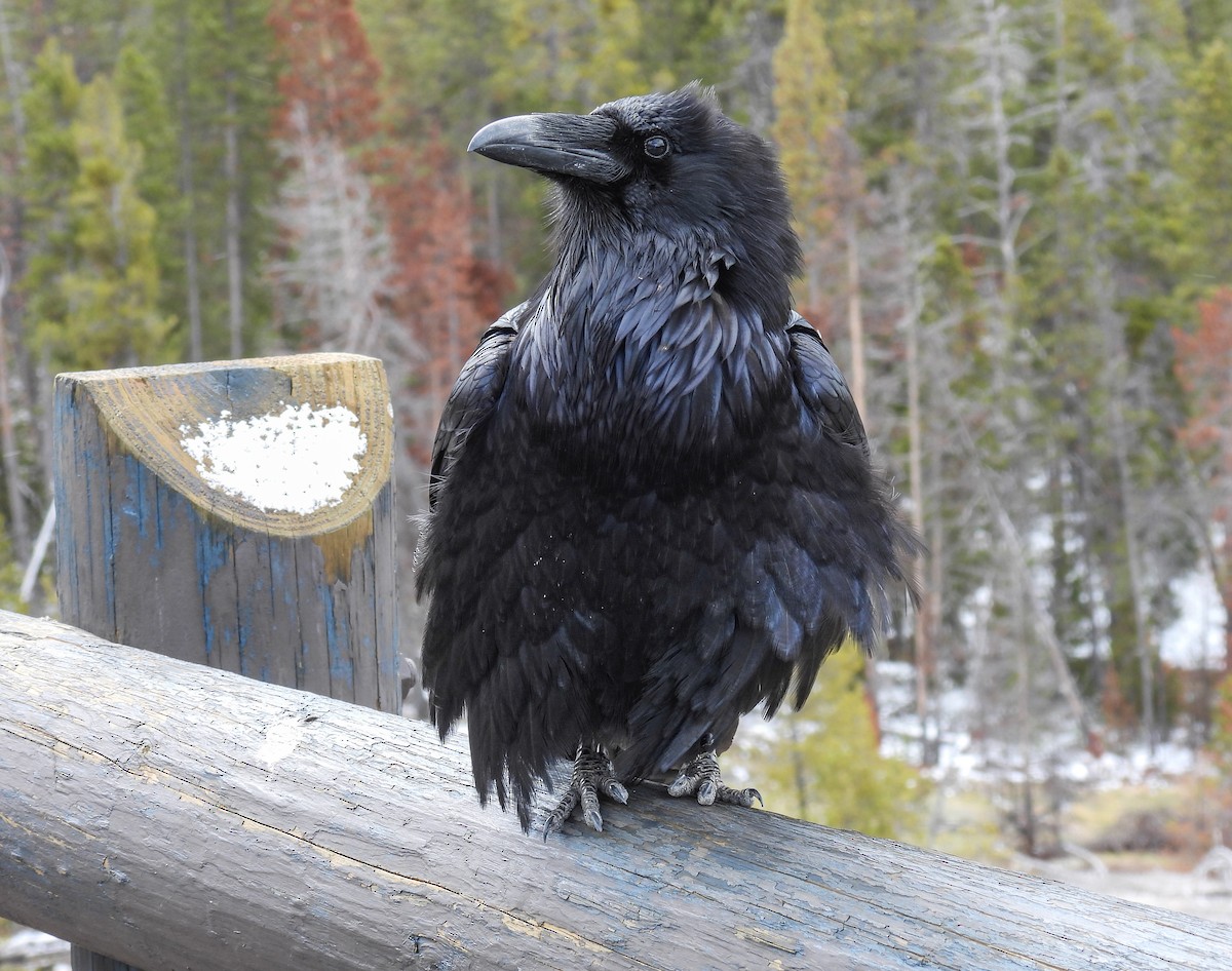Common Raven - ML618526134