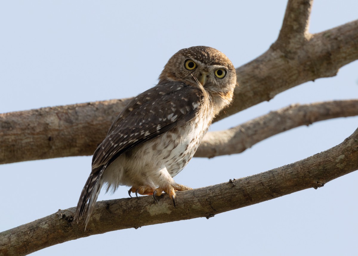 Cuban Pygmy-Owl - ML618526136