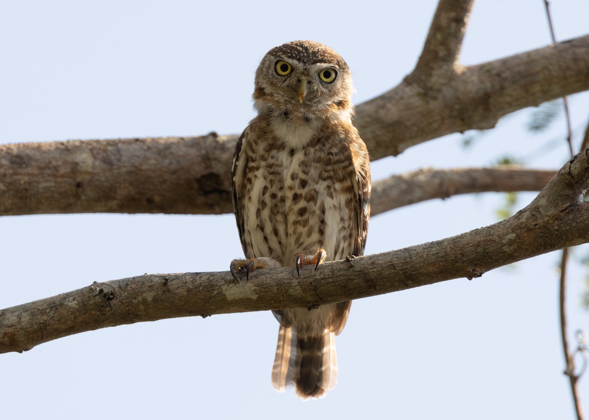 Cuban Pygmy-Owl - ML618526139