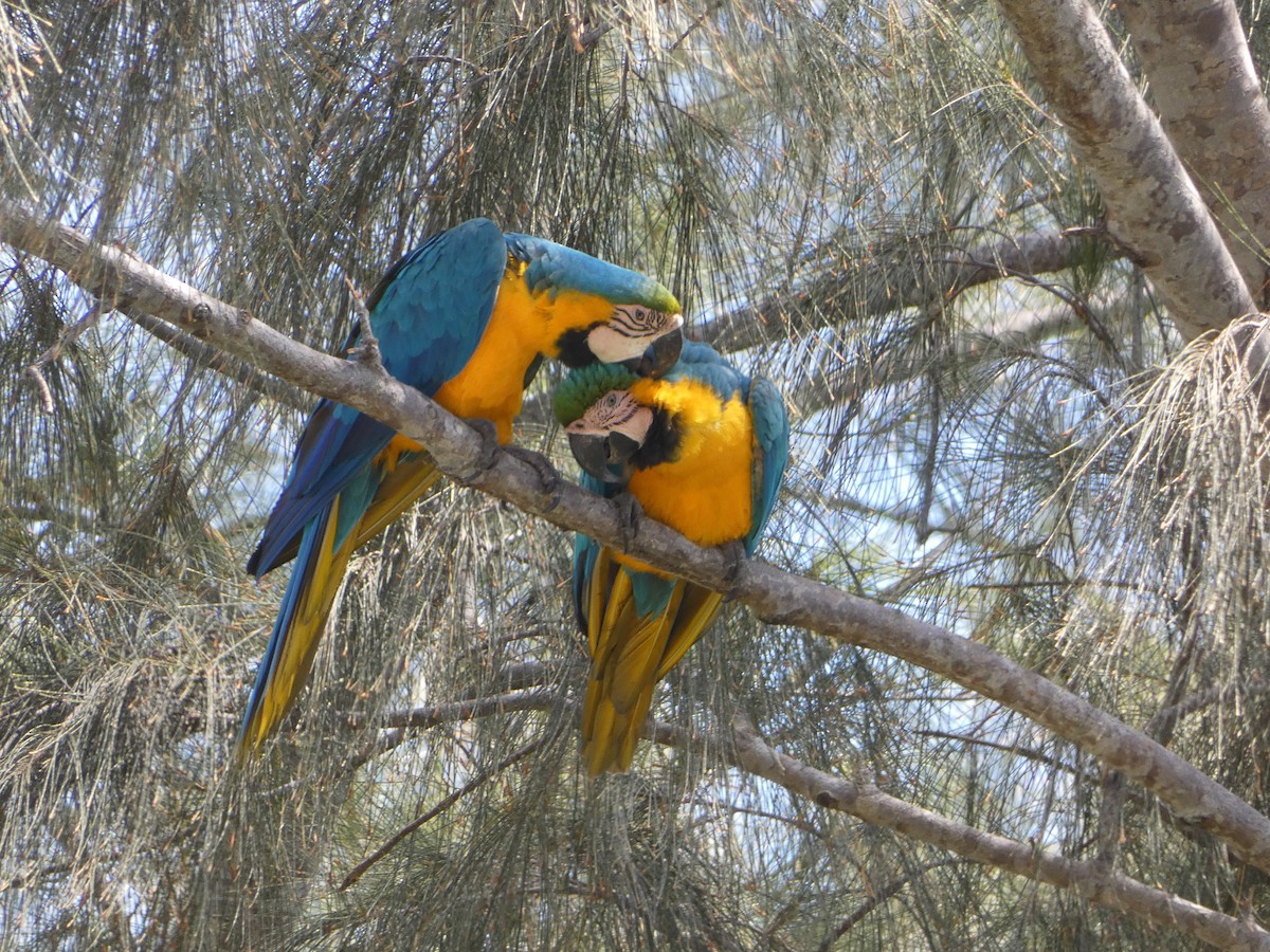 Blue-and-yellow Macaw - ML618526187