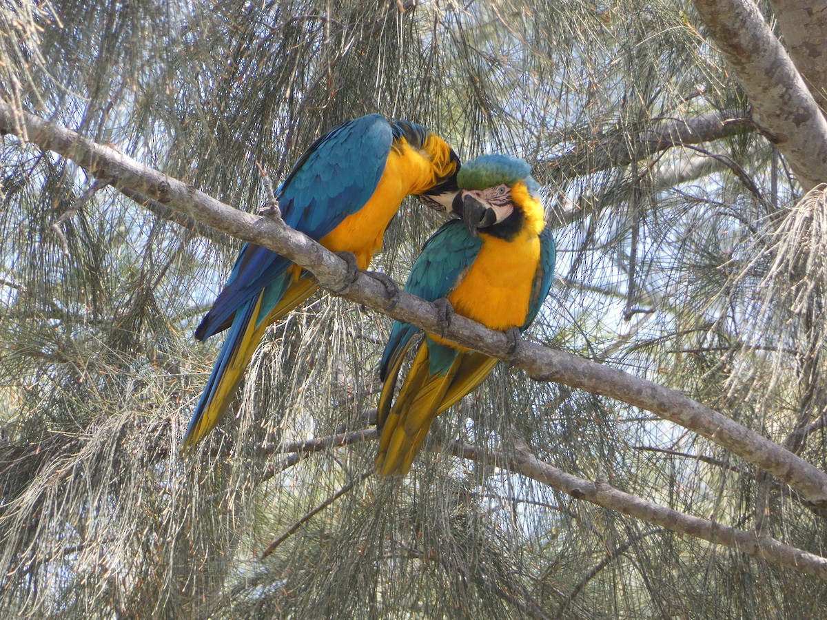 Blue-and-yellow Macaw - ML618526188