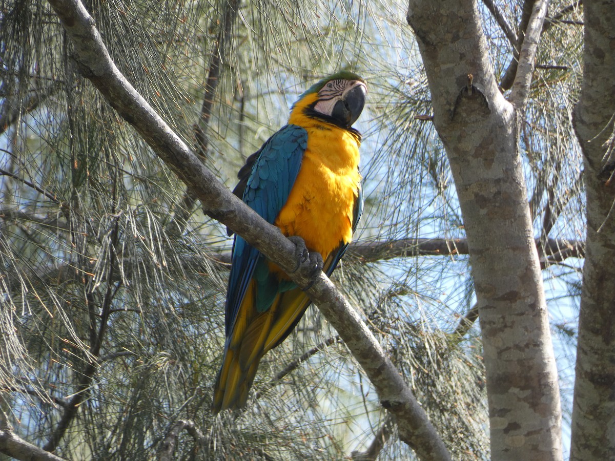 Blue-and-yellow Macaw - ML618526189