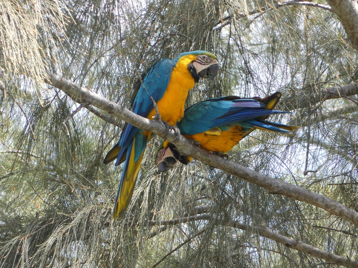 Blue-and-yellow Macaw - ML618526190