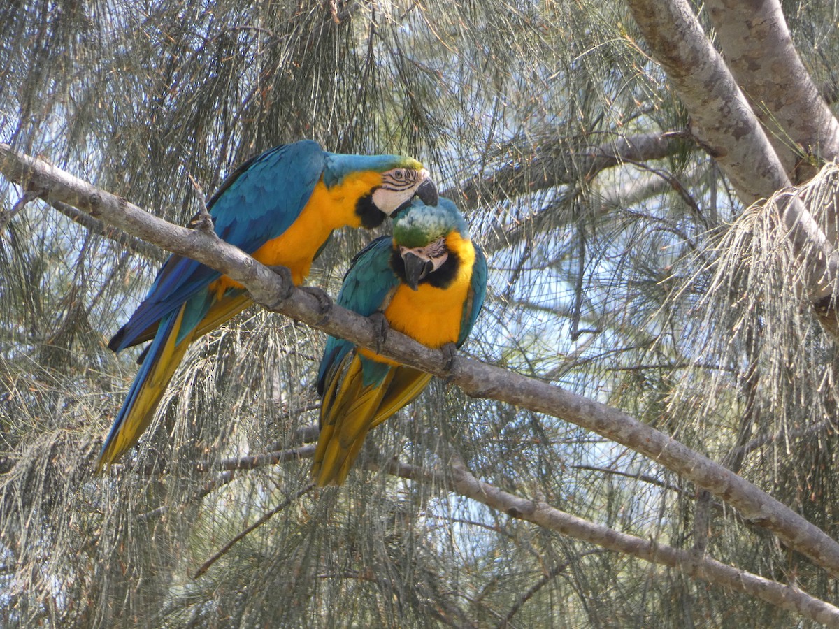Blue-and-yellow Macaw - ML618526191