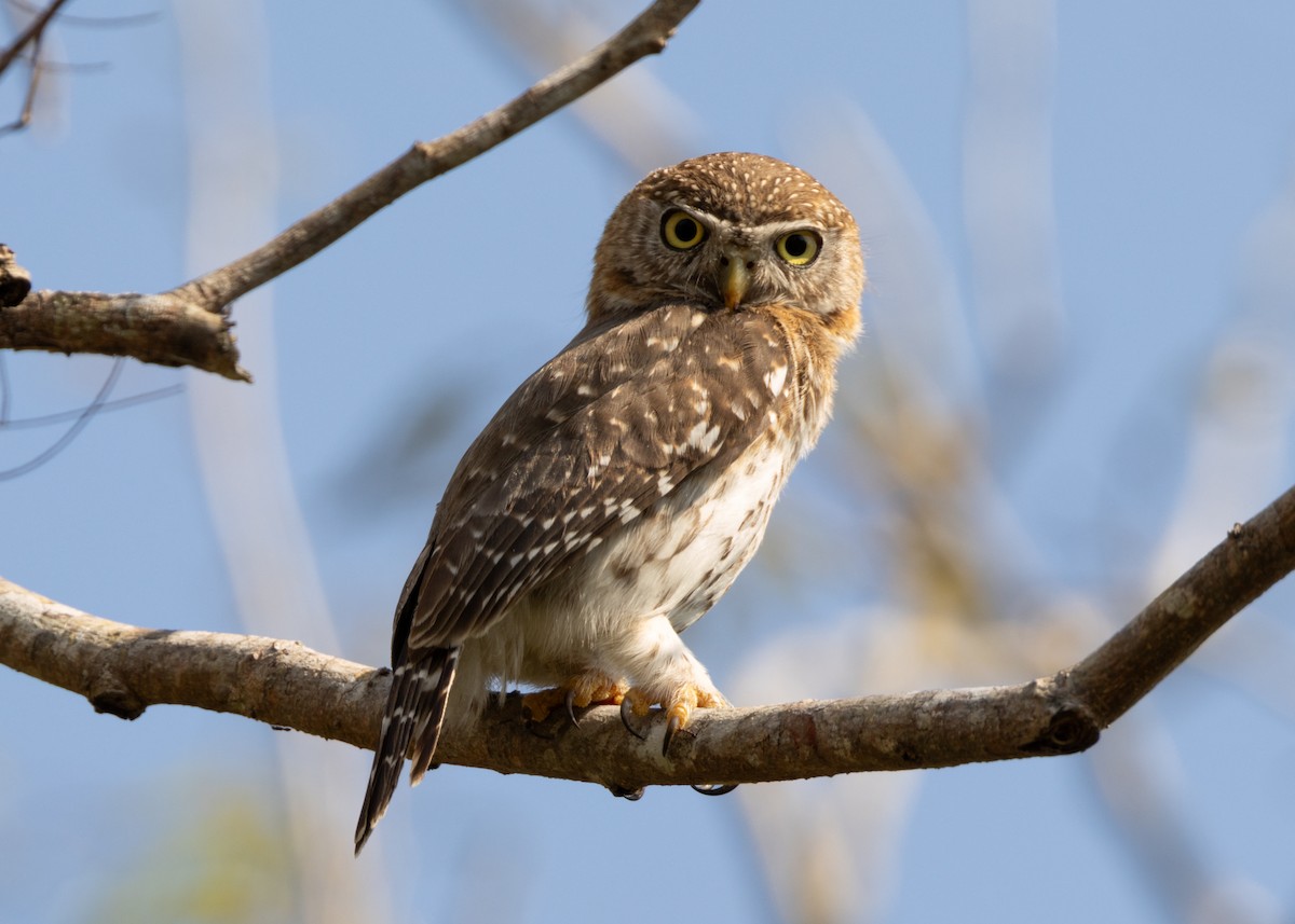 Cuban Pygmy-Owl - ML618526195