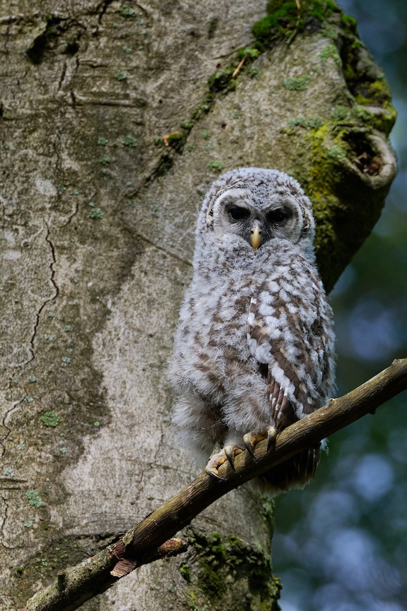 Barred Owl - ML618526207