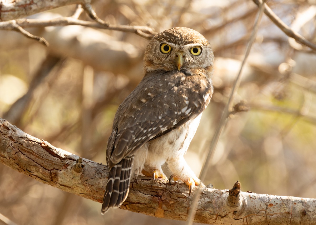 Cuban Pygmy-Owl - ML618526235