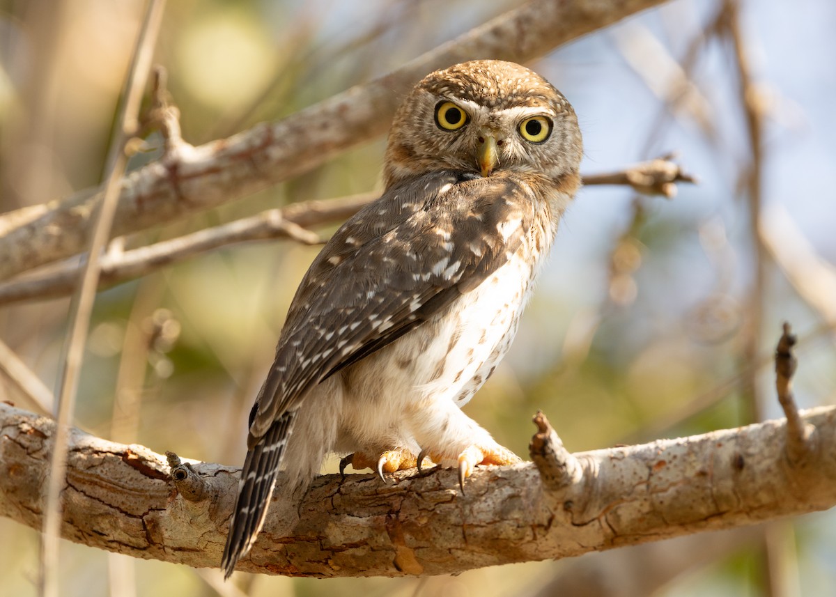 Cuban Pygmy-Owl - ML618526242