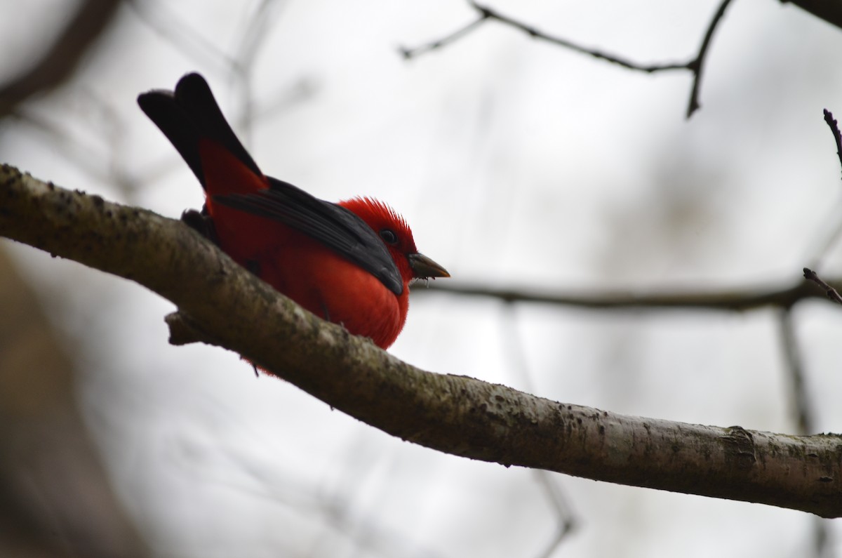 Scarlet Tanager - ML618526255