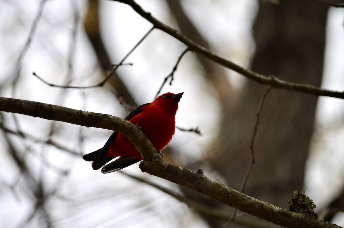Scarlet Tanager - ML618526257