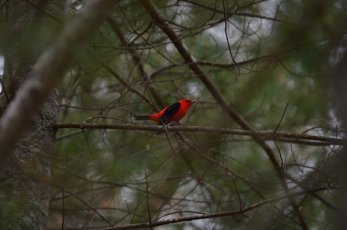 Scarlet Tanager - ML618526259