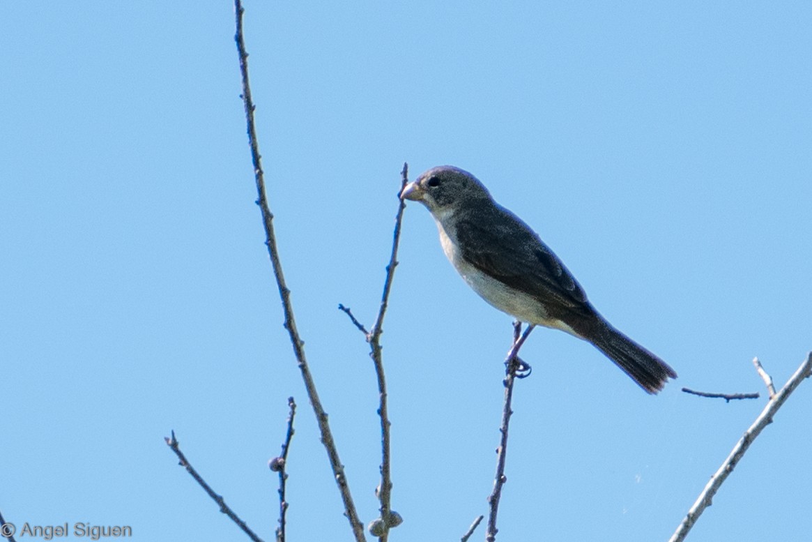 White-bellied Seedeater - ML618526310