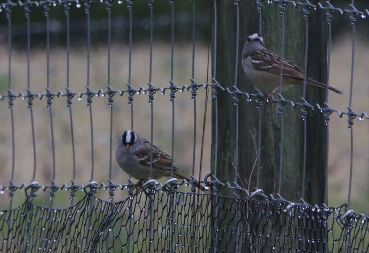 White-crowned Sparrow - ML618526320