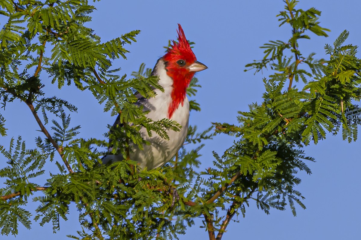 Red-crested Cardinal - ML618526334