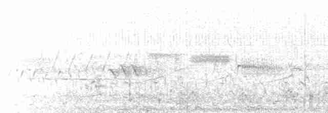 斑背潛鴨 - ML618526351