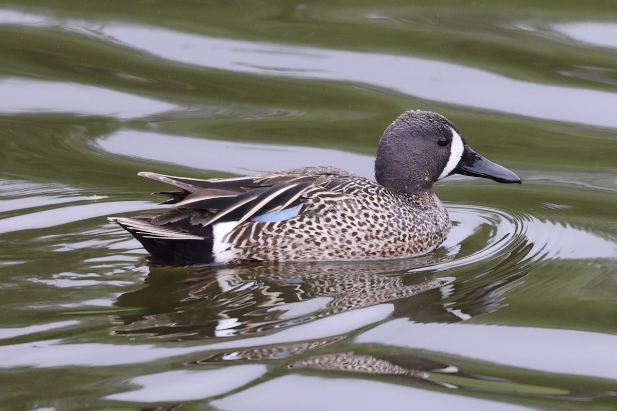Blue-winged Teal - ML618526352