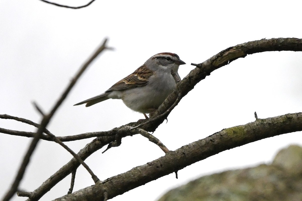 Chipping Sparrow - ML618526367