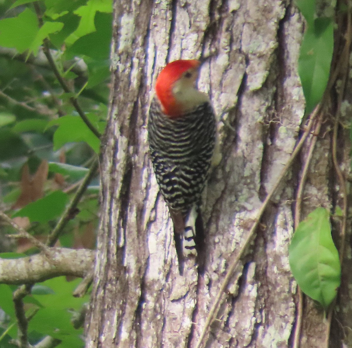 Red-bellied Woodpecker - ML618526369
