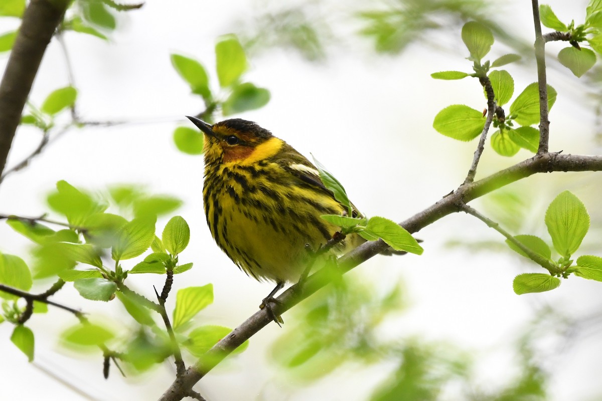 Cape May Warbler - ML618526388