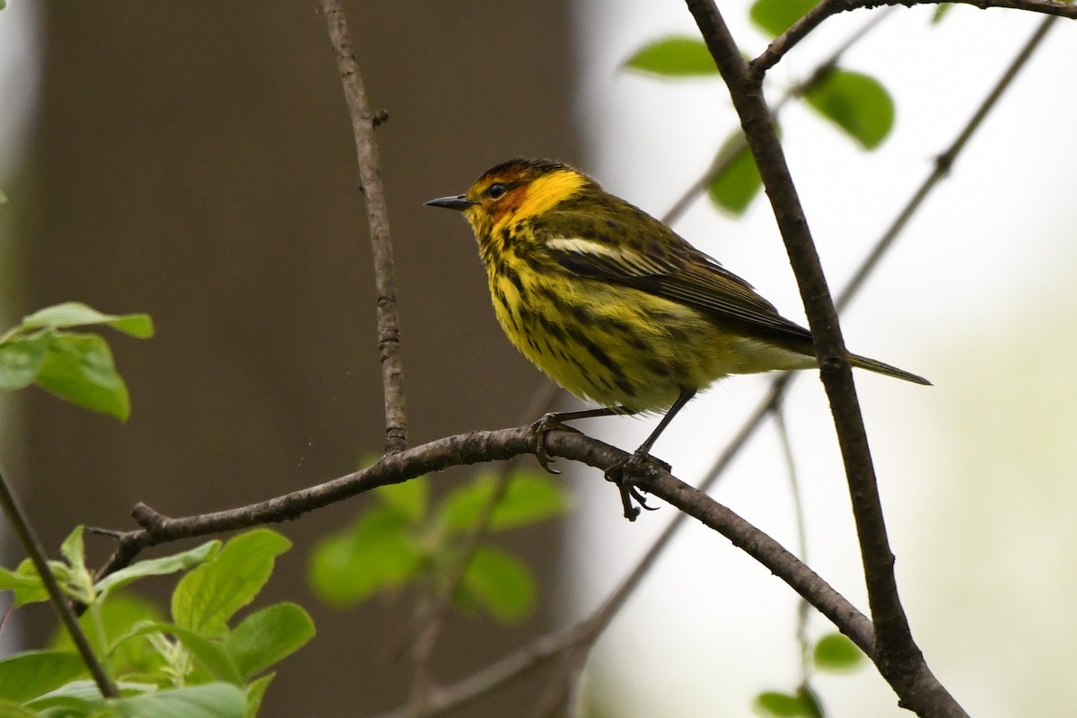 Cape May Warbler - ML618526393