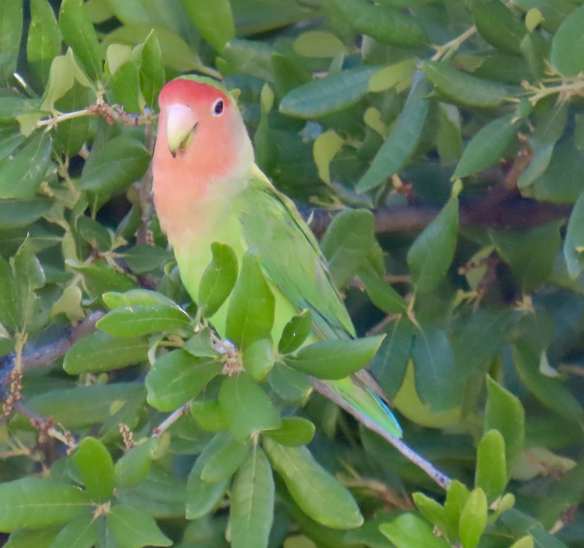 Rosy-faced Lovebird - ML618526402
