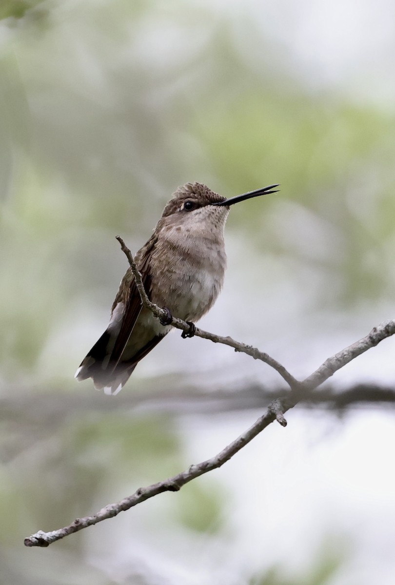 Black-chinned Hummingbird - ML618526416