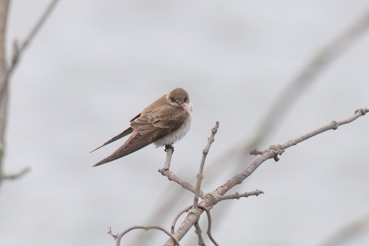 Northern Rough-winged Swallow - ML618526419