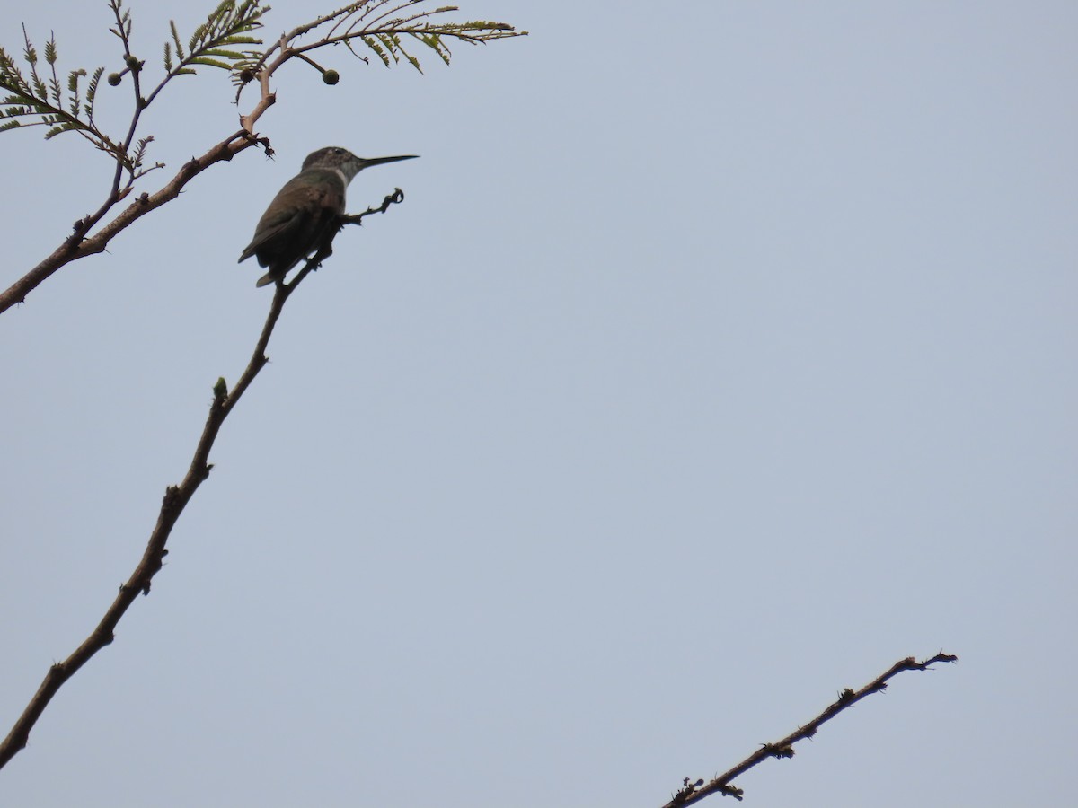 Azure-crowned Hummingbird - ML618526439