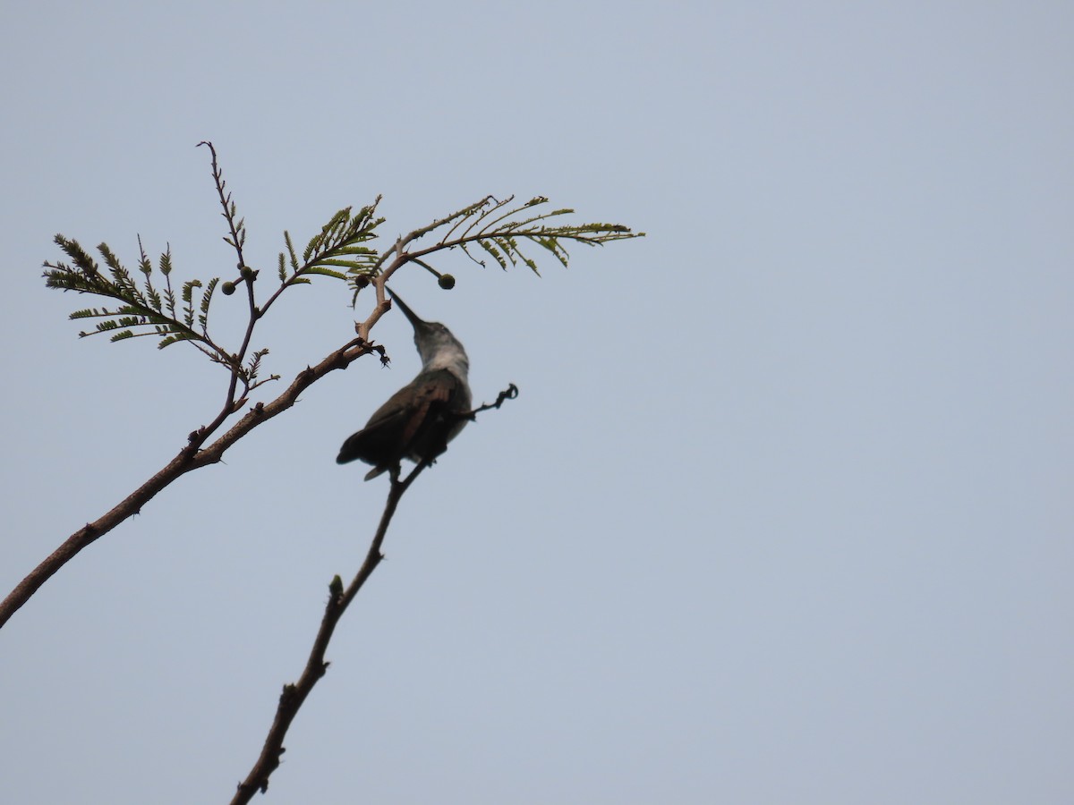 Azure-crowned Hummingbird - ML618526440