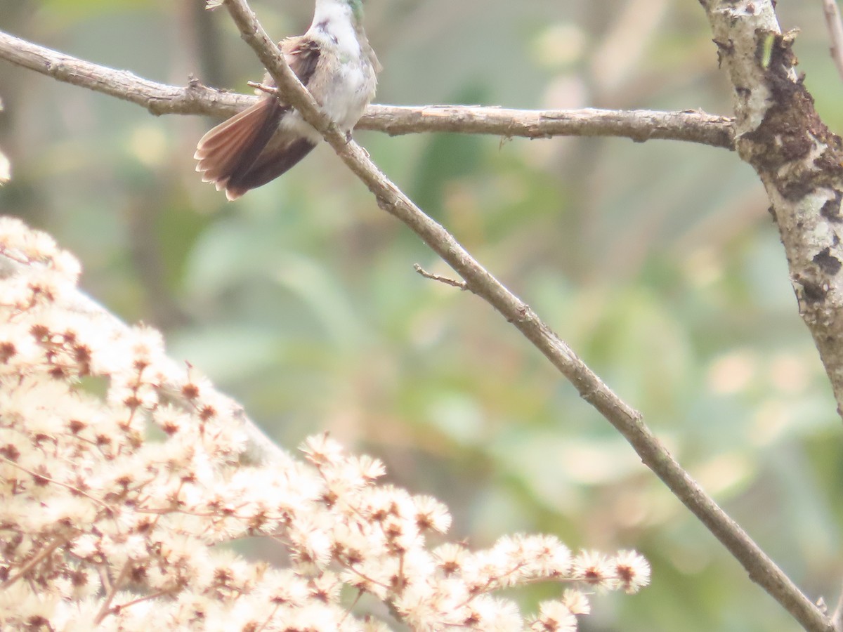 Azure-crowned Hummingbird - ML618526442